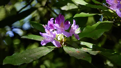 The photograph is a nature still life showing purple rhododendron flowers in partial sunlight, with their delicate petals and stamens sharply focused against a background of green leaves and abundant plants. The lighting conditions and shadows indicate that the picture was taken around midday in the spring, a time when rhododendron flowers typically bloom and display vibrant colors in outdoor environments. The rhododendron, as the main subject, is surrounded by healthy foliage which further highlights the seasonal growth and natural setting depicted in the image. There are no visible buildings or mountains in the composition, drawing attention entirely to the springtime flowers and the rich plant life captured in this nature photograph.